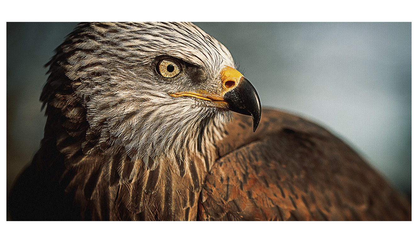 Bright wings 017 98x48