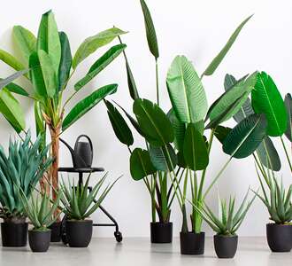 Meer groen in huis