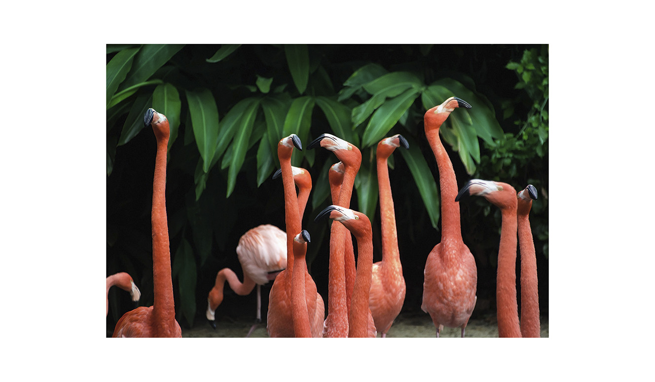 Bright wings 002 148x98