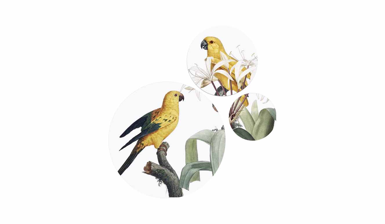 Bright wings 027 pmr